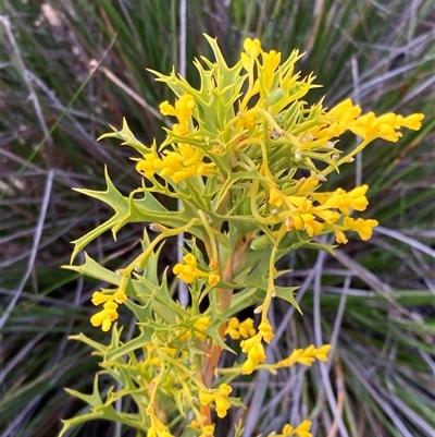 Synaphea polymorpha (Albany Synaphea) at Stirling Range National Park, WA - 22 Oct 2024 by AnneG1