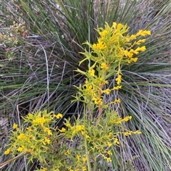 Synaphea polymorpha at Stirling Range National Park, WA - 22 Oct 2024 02:11 PM
