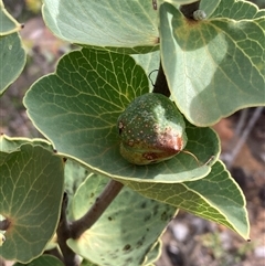 Hakea cucullata (Scallop Hakea) at Stirling Range National Park, WA - 22 Oct 2024 by AnneG1