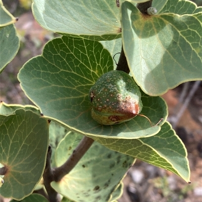 Hakea cucullata (Scallop Hakea) at Stirling Range National Park, WA - 22 Oct 2024 by AnneG1