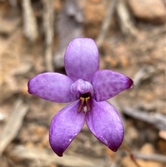 Elythranthera brunonis (Purple Enamel Orchid) at Stirling Range National Park, WA - 22 Oct 2024 by AnneG1