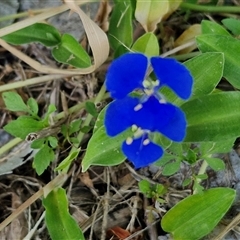 Commelina cyanea (Scurvy Weed) at Stanmore, QLD - 28 Dec 2024 by trevorpreston