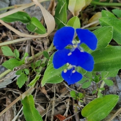 Commelina cyanea (Scurvy Weed) at Stanmore, QLD - 28 Dec 2024 by trevorpreston