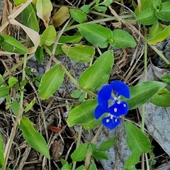 Commelina cyanea at Stanmore, QLD - 28 Dec 2024 09:13 AM