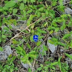 Commelina cyanea at Stanmore, QLD - 28 Dec 2024 09:13 AM