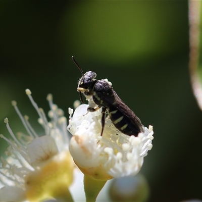 Exoneura sp. (genus) by PaperbarkNativeBees