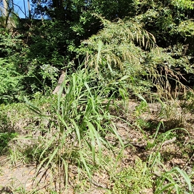 Setaria palmifolia at Yandina, QLD - 27 Dec 2024 by trevorpreston
