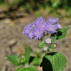 Ageratum houstonianum (Blue Billy Goat Weed) at Yandina, QLD - 27 Dec 2024 by trevorpreston