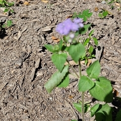 Ageratum houstonianum at Yandina, QLD - 27 Dec 2024 02:51 PM