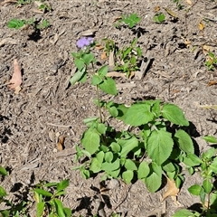 Ageratum houstonianum at Yandina, QLD - 27 Dec 2024 02:51 PM