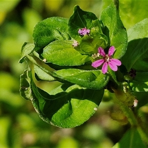 Cuphea carthagenensis (Colombian Waxweed) at Yandina, QLD by trevorpreston