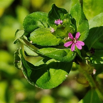 Unidentified Other Wildflower or Herb at Yandina, QLD - 27 Dec 2024 by trevorpreston