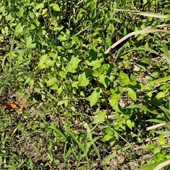 Cuphea carthagenensis at Yandina, QLD - 27 Dec 2024