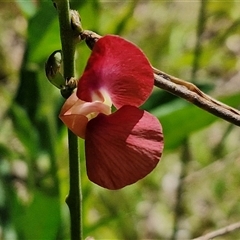 Macroptilium lathyroides (Phasey Bean) at Yandina, QLD - 27 Dec 2024 by trevorpreston