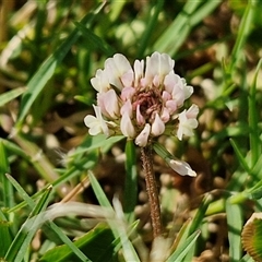 Unidentified Pea at Yandina, QLD - 27 Dec 2024 by trevorpreston