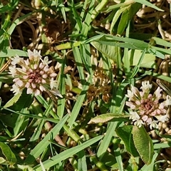 Trifolium repens at Yandina, QLD - 27 Dec 2024 02:37 PM