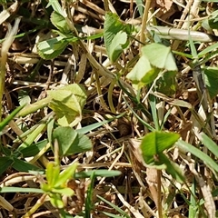 Trifolium repens at Yandina, QLD - 27 Dec 2024 02:37 PM