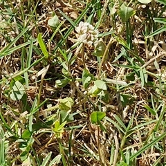 Trifolium repens at Yandina, QLD - 27 Dec 2024 02:37 PM