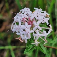 Pimelea linifolia (Slender Rice Flower) at Kiamba, QLD - 27 Dec 2024 by trevorpreston