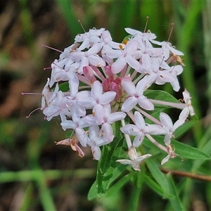 Pimelea linifolia (Slender Rice Flower) at Kiamba, QLD by trevorpreston