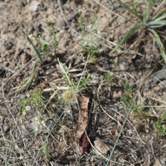 Vittadinia muelleri (Narrow-leafed New Holland Daisy) at Evatt, ACT - 28 Dec 2024 by rbannister