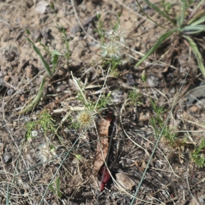 Vittadinia muelleri (Narrow-leafed New Holland Daisy) at Evatt, ACT - 27 Dec 2024 by rbannister