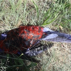 Platycercus elegans (Crimson Rosella) at Evatt, ACT - 28 Dec 2024 by rbannister