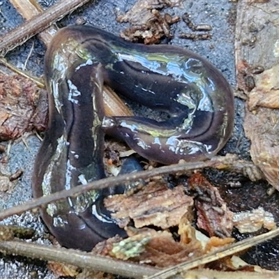 Parakontikia ventrolineata (Stripe-bellied flatworm) at Kiamba, QLD - 27 Dec 2024 by trevorpreston