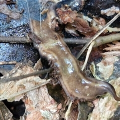 Parakontikia ventrolineata at Kiamba, QLD - 27 Dec 2024