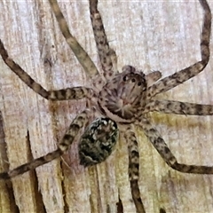 Heteropoda sp. (genus) (Huntsman spider) at Kiamba, QLD - 27 Dec 2024 by trevorpreston