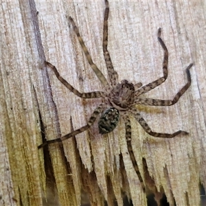 Heteropoda sp. (genus) at Kiamba, QLD - 27 Dec 2024 02:15 PM