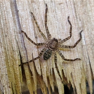 Heteropoda sp. (genus) at Kiamba, QLD - 27 Dec 2024 02:15 PM