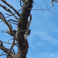 Cormobates leucophaea (White-throated Treecreeper) at Bowning, NSW - 28 Dec 2024 by Maren