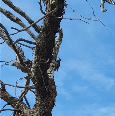 Cormobates leucophaea (White-throated Treecreeper) at Bowning, NSW - 28 Dec 2024 by Maren