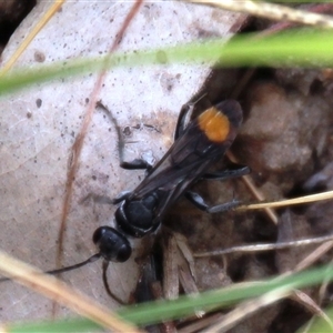 Calopompilus sp. (genus) (Spider wasp) at Higgins, ACT by Jennybach