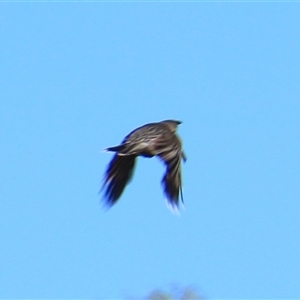 Anthochaera carunculata at Latham, ACT by Jennybach