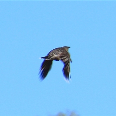 Anthochaera carunculata (Red Wattlebird) at Latham, ACT - 24 Dec 2024 by Jennybach