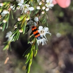 Castiarina crenata (Jewel beetle) at Bungendore, NSW - 27 Dec 2024 by clarehoneydove