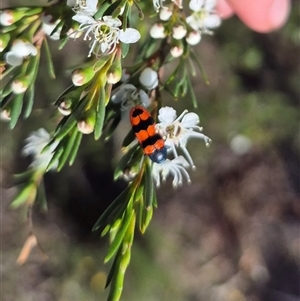 Castiarina crenata at Bungendore, NSW - 27 Dec 2024