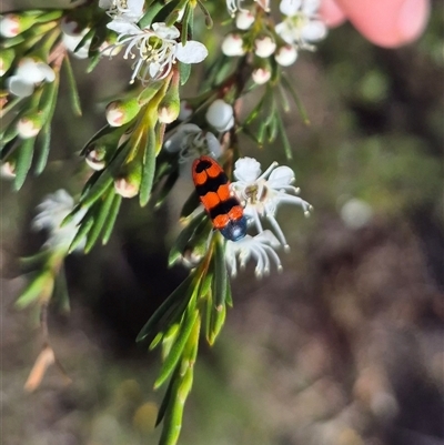 Castiarina crenata (Jewel beetle) at Bungendore, NSW - 27 Dec 2024 by clarehoneydove