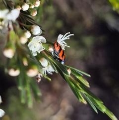 Castiarina crenata at Bungendore, NSW - 27 Dec 2024