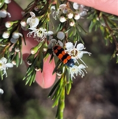 Castiarina crenata at Bungendore, NSW - 27 Dec 2024