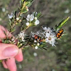 Castiarina crenata at Bungendore, NSW - 27 Dec 2024