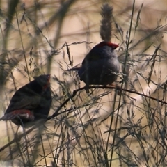 Neochmia temporalis (Red-browed Finch) at Latham, ACT - 24 Dec 2024 by Jennybach