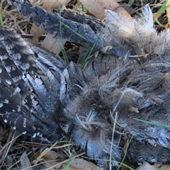 Podargus strigoides (Tawny Frogmouth) at Macgregor, ACT - 24 Dec 2024 by Jennybach