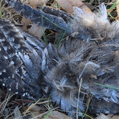 Podargus strigoides (Tawny Frogmouth) at Macgregor, ACT - 24 Dec 2024 by Jennybach