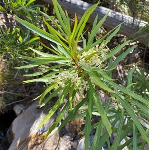 Lomatia myricoides (River Lomatia) at Tharwa, ACT by AdamHenderson