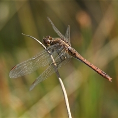 Diplacodes bipunctata (Wandering Percher) at Throsby, ACT - 28 Dec 2024 by Thurstan