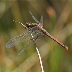 Diplacodes bipunctata (Wandering Percher) at Throsby, ACT - 27 Dec 2024 by Thurstan