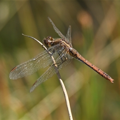 Diplacodes bipunctata (Wandering Percher) at Throsby, ACT - 28 Dec 2024 by Thurstan